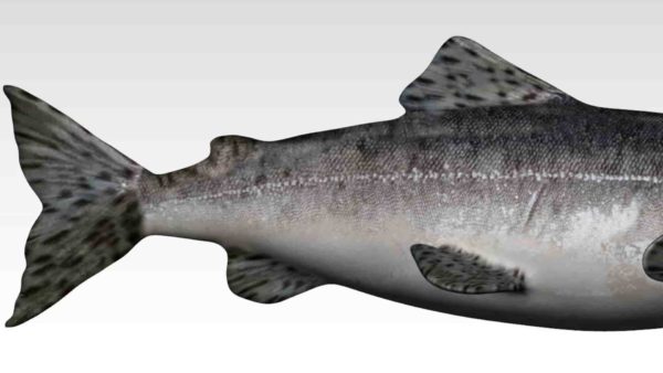 Salmon 3d model