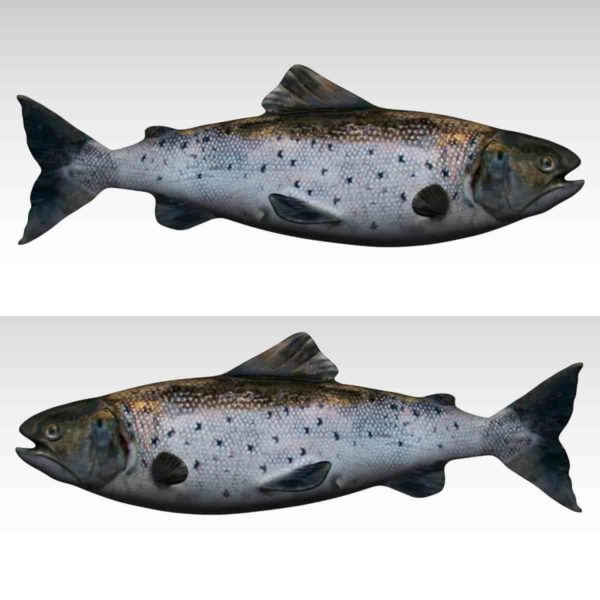 Salmon fish 3d model