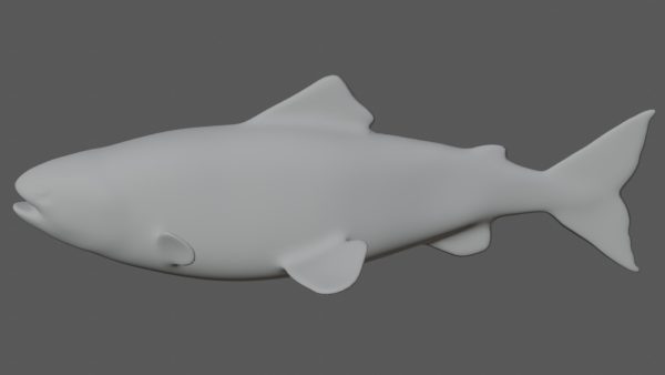 Salmon fish 3d model