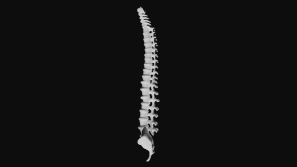 Spine 3d model
