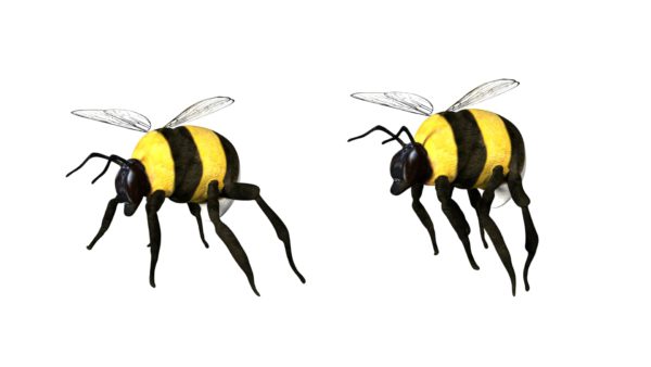 Bumble bee insect 3d model