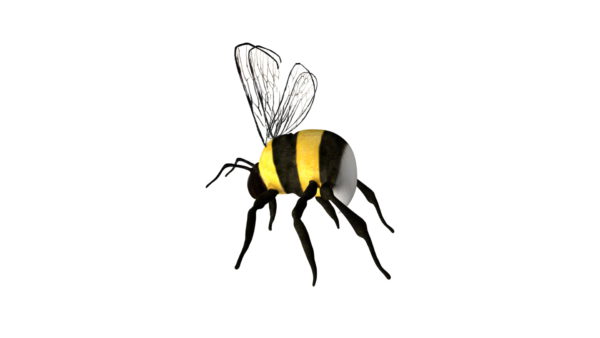 Bumble bee insect 3d model