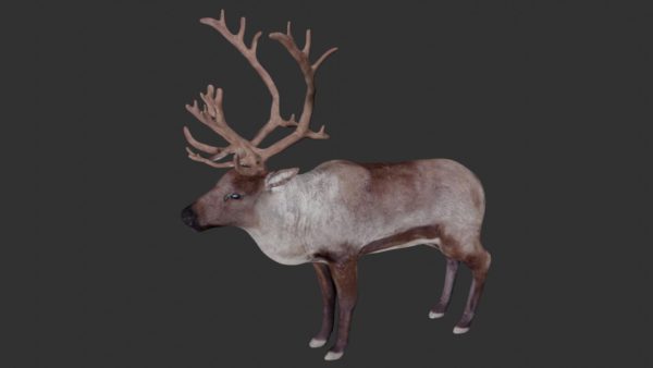 Reindeer 3d model