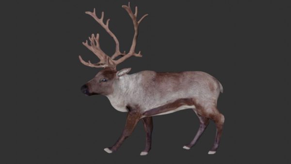 Reindeer 3d model