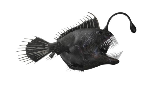 Angler fish 3d model