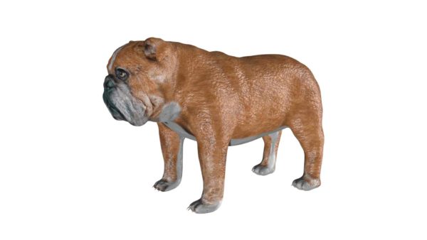 Bulldog 3d model
