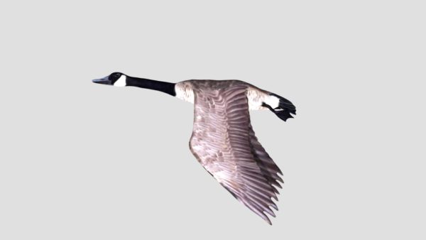 Canada goose 3d model