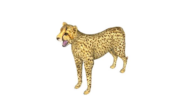 Cheetah 3d model