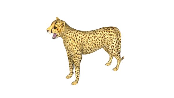 Cheetah 3d model