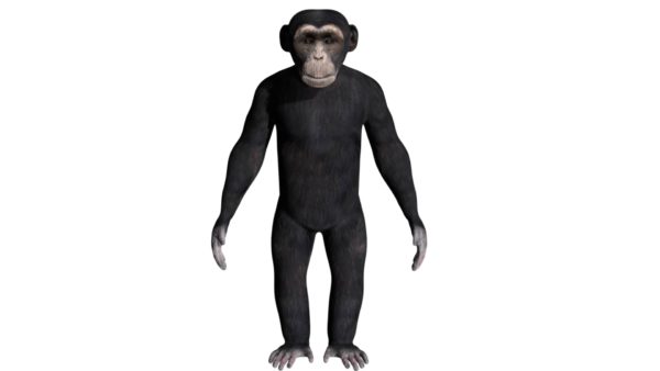 Chimpanzee 3d model