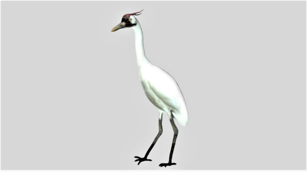 Crane bird 3d model
