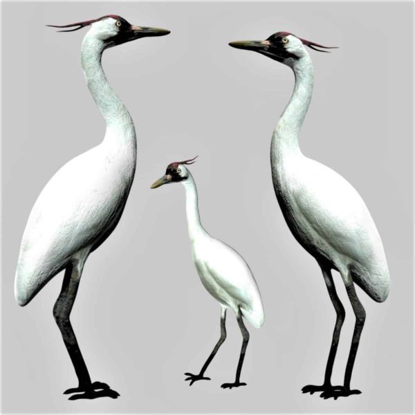 Crane bird 3d model