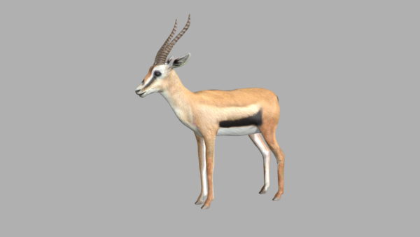 Gazelle 3d model
