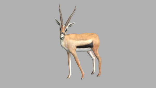 Gazelle 3d model