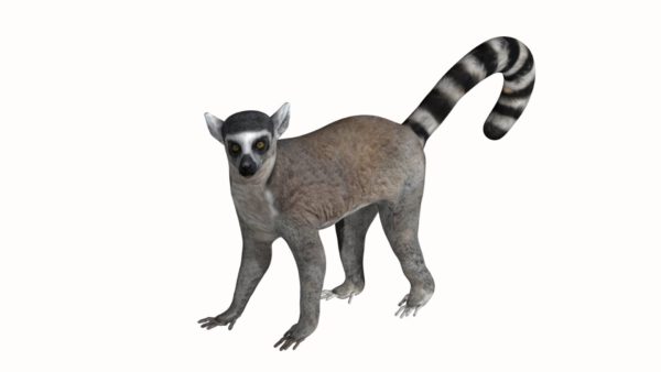 Lemur 3d model