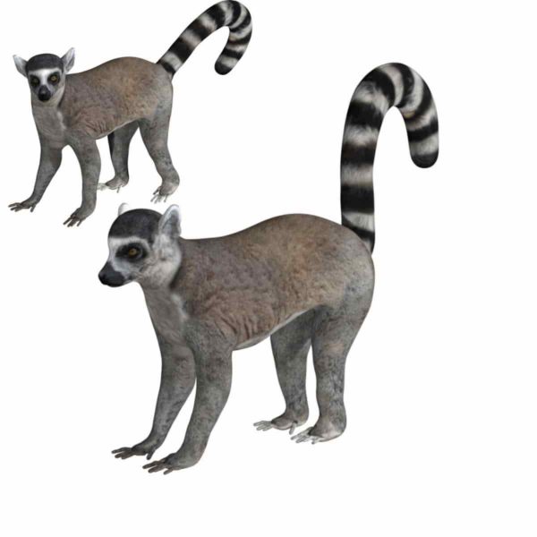 Lemur 3d model