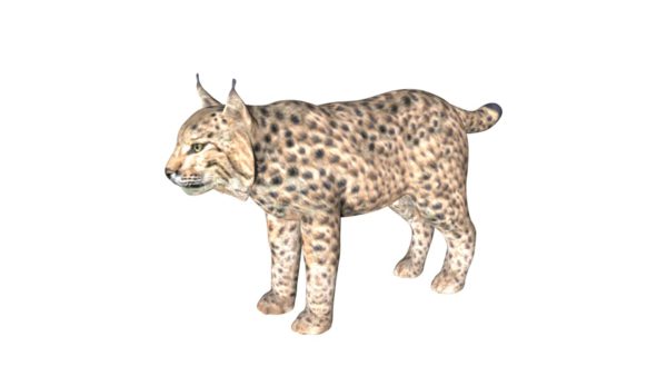 Lynx 3d model