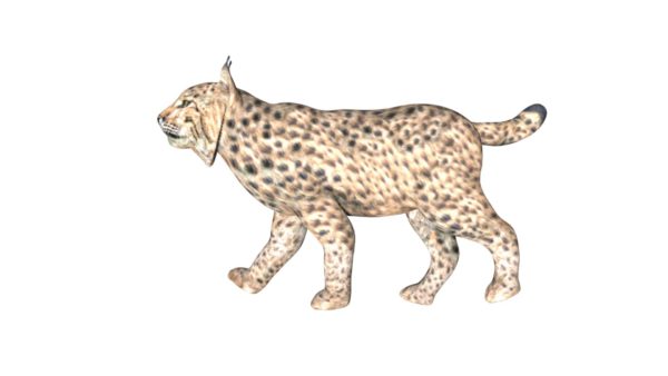 Lynx 3d model