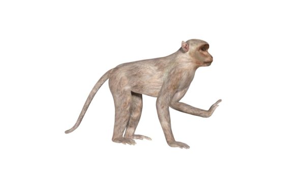 Monkey 3d model