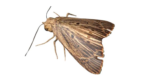 Moth 3d model