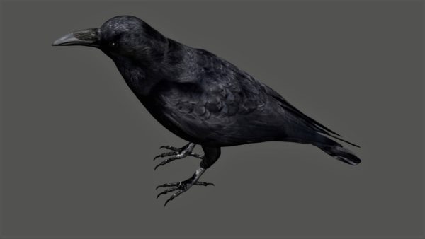 Raven 3d model