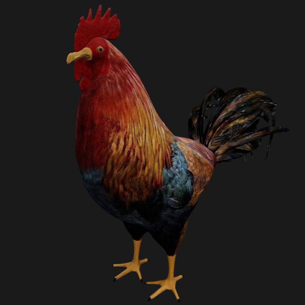 Rooster 3d model rigged and low poly 3d model - Team 3d Yard