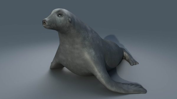 Sea lion 3d model