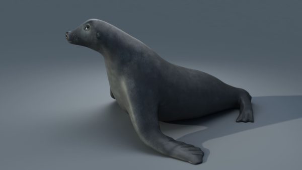 Sea lion 3d model