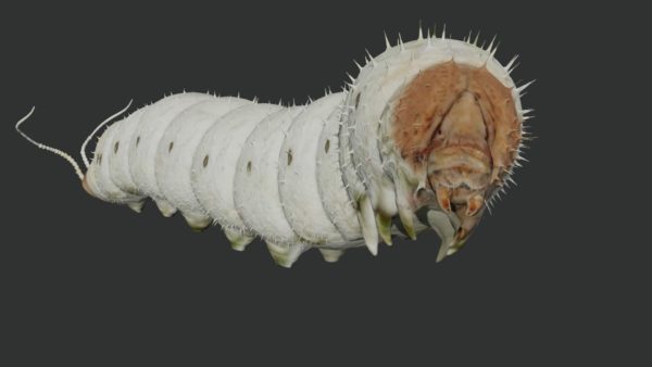 Silkworm 3d model