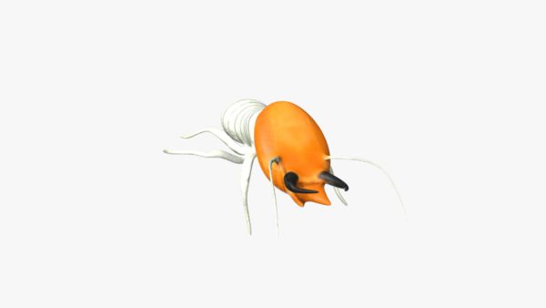Termite 3d model