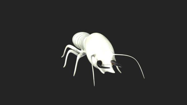 Termite soldier 3d model
