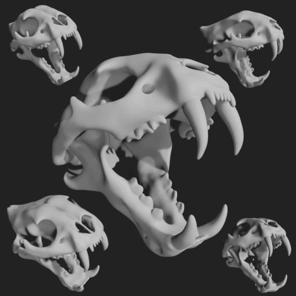Tiger skull 3d model