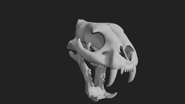 Tiger skull 3d model
