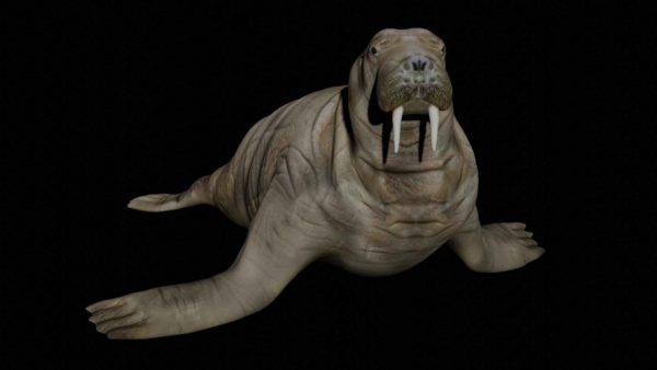 Walrus seal 3d model