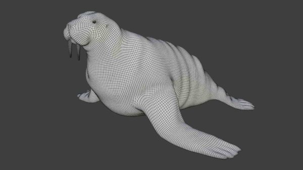Walrus seal 3d model