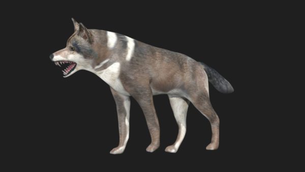 Wolf 3d model