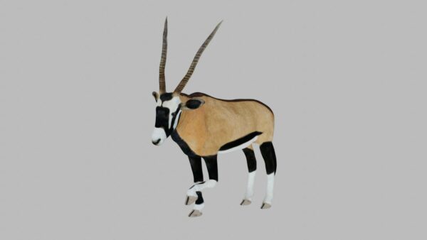 Oryx antelope 3d model