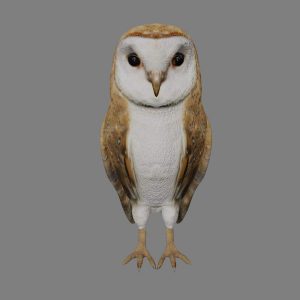 Barn owl 3d model