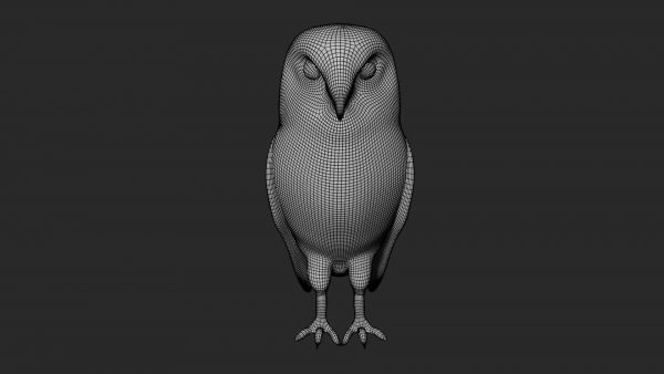Barn owl 3d model