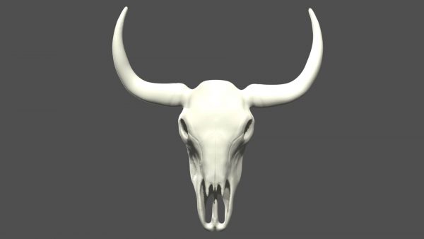 Cow skull 3d model