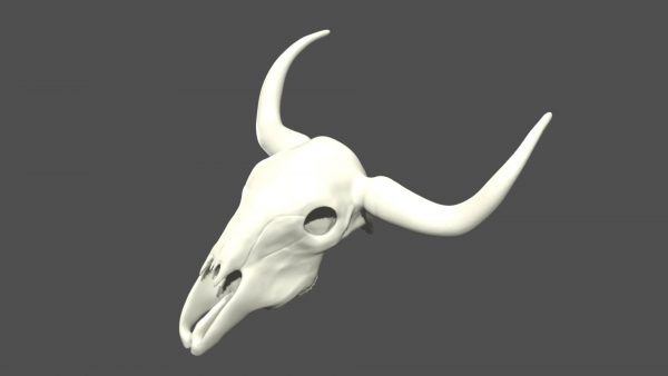 Cow skull 3d model