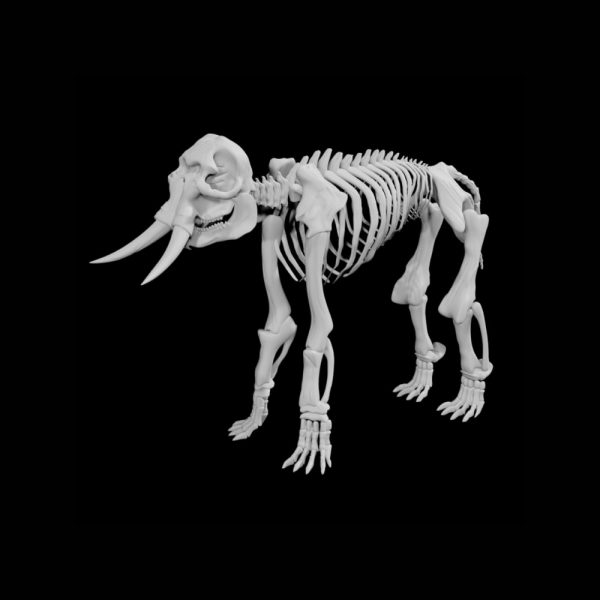 Elephant skeleton 3d model