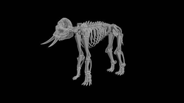 Elephant skeleton 3d model
