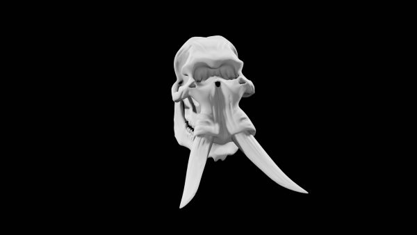 Elephant skull 3d model