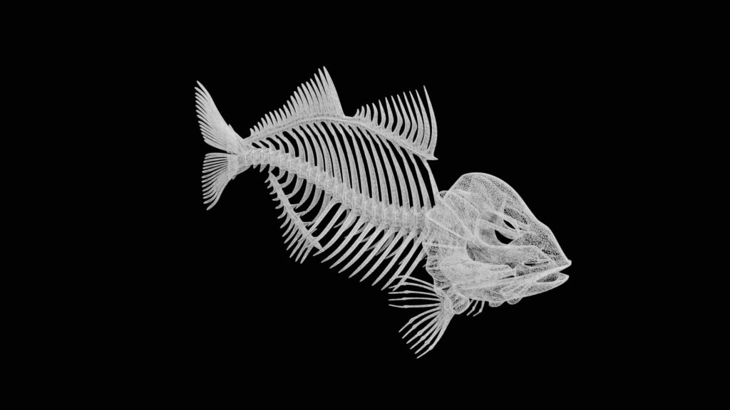 Fish Skeleton 3d model low poly 3d model - Team 3d Yard