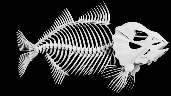 Fish skeleton 3d model