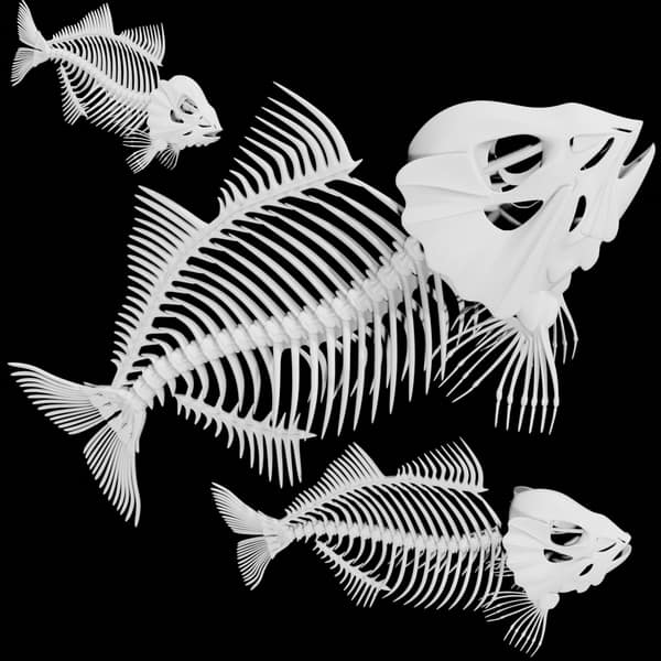 Fish skeleton 3d model