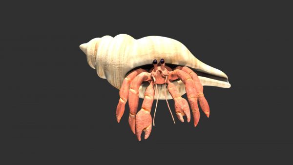 Hermit crab 3d model
