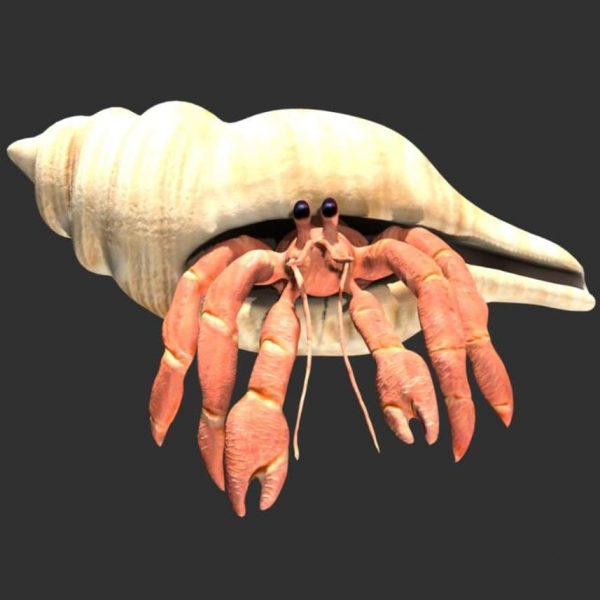 Hermit crab 3d model