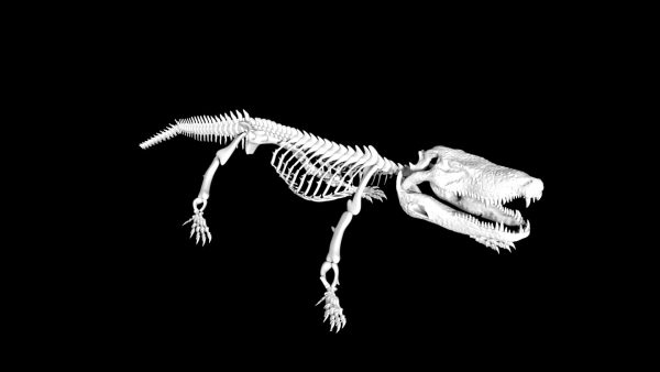 Alligator skeleton 3d model